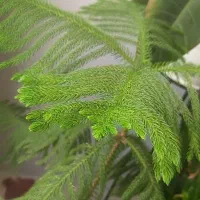 کاج سبز