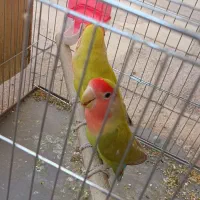 کوتوله سالم مولد|پرنده|شیراز, میانرود|دیوار