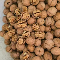 گردو ۶۴ درصد