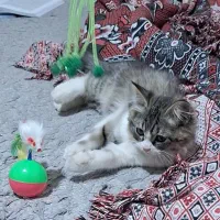 گربه نژاد DLH