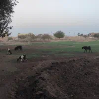 فروش گوسفند|حیوانات مزرعه|رفسنجان, |دیوار