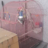 یک جفت عروس هلندی