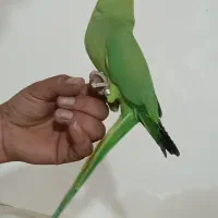 طوطی ملنگو دستی رام