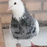 پرنده کبوتر طوقی گم شده|پرنده|نجفآباد, فاز ۴ شهرک آزادگان|دیوار