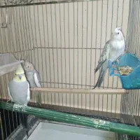 سه تا عروس هلندی سالم و سرحال