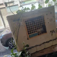 کولر آبی|کولر آبی|مشهد, کوشش|دیوار
