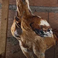 فوری جوجه خروس لاری