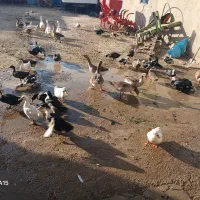 فروش ۱۴عدد غاز معمولی دورگه و قوغاز