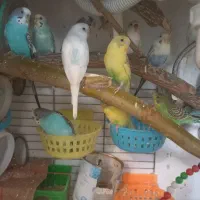 کفتر مرغ عشق فنج گلبسر  قفس عروس هلندی|پرنده|چهارباغ, |دیوار