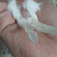 قناری ماد مست|پرنده|مشهد, رضاییه|دیوار