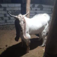 سلام خدمت دوستان یک نربزجوان دودندون|حیوانات مزرعه|بجنورد, |دیوار