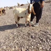 بز دورگ آمریکایی مال تخمی