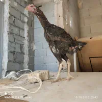 مرغ خروس|حیوانات مزرعه|چالدران, |دیوار