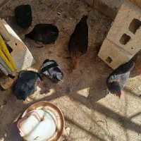 مرغ محلی تخم گذار