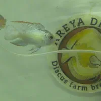 فروش ماهی بلو آکارا و پرت پلار