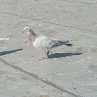 کفتر سرور نر