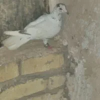 هفت رنگ خال سیاه