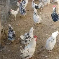 فروش مرغ و دستگاه جوجه کشی|حیوانات مزرعه|اصفهان, نقش جهان|دیوار