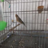سهره قناری دهن سهره