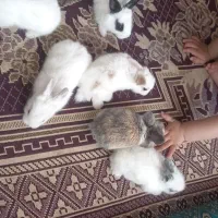 ۱۹ عدد بچه خرگوش