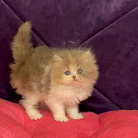 بچه گربه های دلربا ایران کتز|گربه|رشت, گلباغ نماز|دیوار