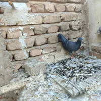 کبوتر طوقی. هفترنگ قزوینی .سرور تهرانی|پرنده|بوئین زهرا, |دیوار