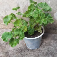 گل شمعدونی