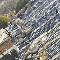 تعدادی کفتر سفید|پرنده|چیتاب, |دیوار