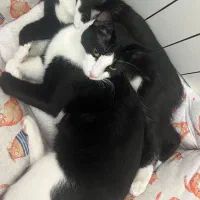 گربه سفید مشکی ،تاکسیدو،عقیم شده نر هم هست