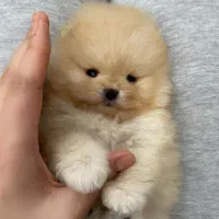 سگ پامر/ پامرانین خرسی تیکاپ|سگ|تهران, تهرانسر غربی|دیوار