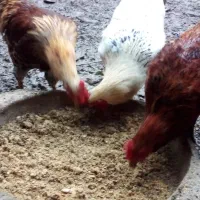 خروس|حیوانات مزرعه|رشت, پیرکلاچای|دیوار