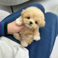 هاپو فنجونی|سگ|اردبیل, |دیوار