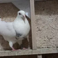 یک عدد نر طوقی