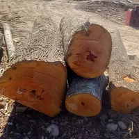 خریدارانواع چوب سپیدارچنارتیرسقفی گردو