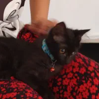 رایگان واگذاری