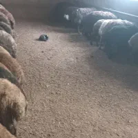 بره نر|حیوانات مزرعه|سارال, |دیوار