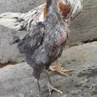 تخم مرغ لاری|حیوانات مزرعه|دهگلان, |دیوار