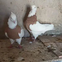 طوقی هفترنگ سیاه آلماسی زرد|پرنده|اهواز, زیتون کارمندی|دیوار