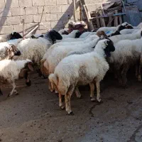 فروش بره پروار|حیوانات مزرعه|دره شهر, |دیوار