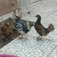 جوجه سبرایت زیر مرغی 4 ماهه|حیوانات مزرعه|اصفهان, گلستان|دیوار