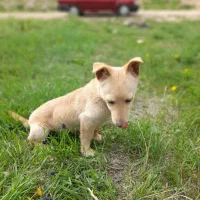 گوش تیز|سگ|اسفراین, |دیوار