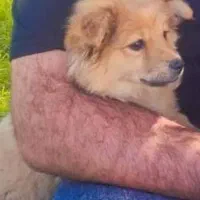 سگ دستی نجات پامر|سگ|مسجد سلیمان, |دیوار