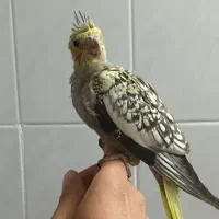جوجه عروس هلندی