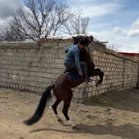 اسب نریان فروشی