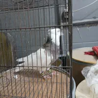 طوقی هفت رنگ