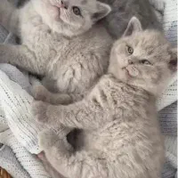 اسکاتیش و بریتیش بلوو لیلااک دارای بازدید حضوری