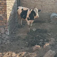 جوانه ۳۲۰ کیلو|حیوانات مزرعه|جوین, |دیوار