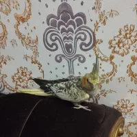 یک عدد عروس هلندی