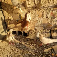 گفتر رنگه سار سرور دم سفید ساده خوشگل|پرنده|مشهد, نوید|دیوار