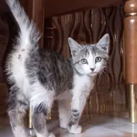 گربه ها واگذار میشود